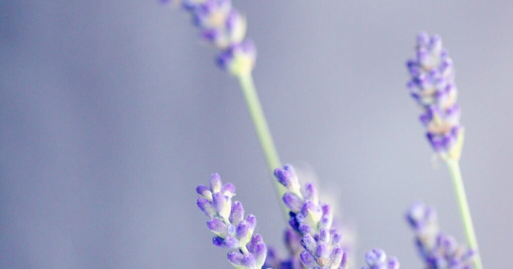 Close-up de flores de lavanda