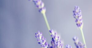 Close-up de flores de lavanda