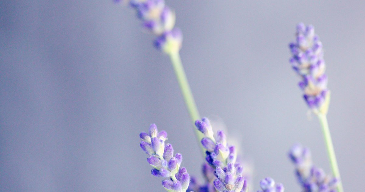 Close-up de flores de lavanda